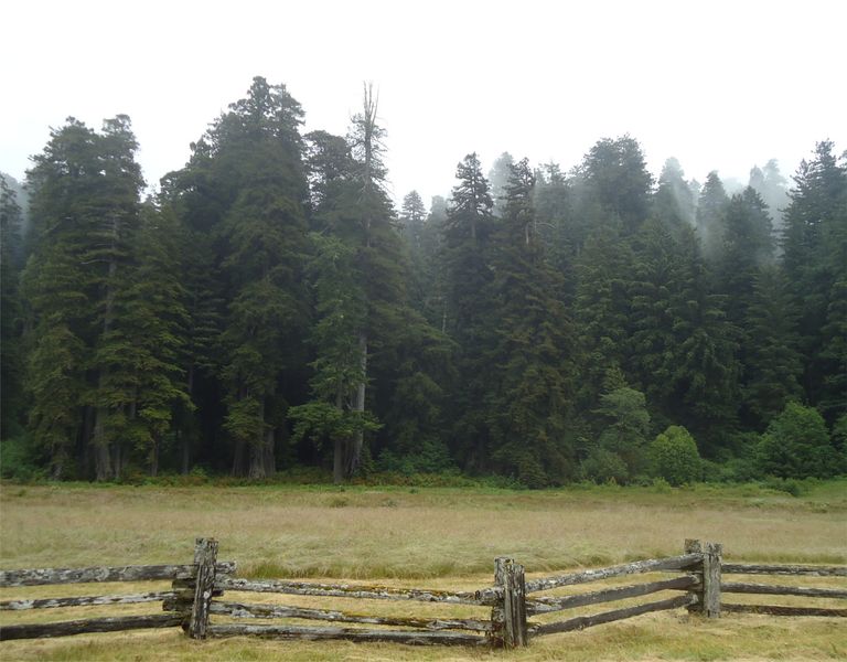 File:Redwoods Kalassak 2011.jpg
